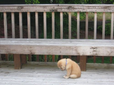 sad-puppy